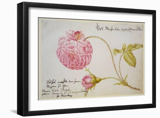 Album Sheet with a Rose, 1675-Maria Sibylla Merian-Framed Giclee Print