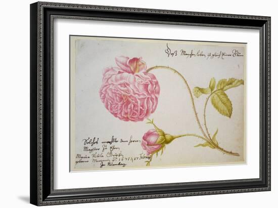 Album Sheet with a Rose, 1675-Maria Sibylla Merian-Framed Giclee Print