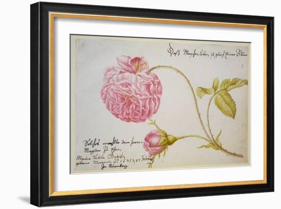 Album Sheet with a Rose, 1675-Maria Sibylla Merian-Framed Giclee Print