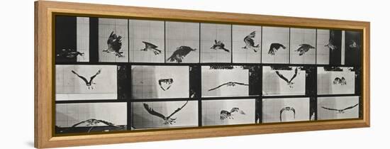 Album sur la décomposition du mouvement ( "Animal locomotion", 1872/1885). Un faucon volant-Eadweard Muybridge-Framed Premier Image Canvas