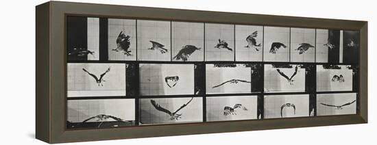 Album sur la décomposition du mouvement ( "Animal locomotion", 1872/1885). Un faucon volant-Eadweard Muybridge-Framed Premier Image Canvas