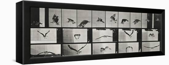 Album sur la décomposition du mouvement ( "Animal locomotion", 1872/1885). Un faucon volant-Eadweard Muybridge-Framed Premier Image Canvas