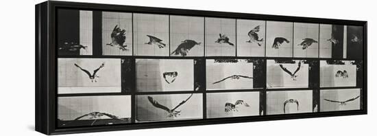 Album sur la décomposition du mouvement ( "Animal locomotion", 1872/1885). Un faucon volant-Eadweard Muybridge-Framed Premier Image Canvas