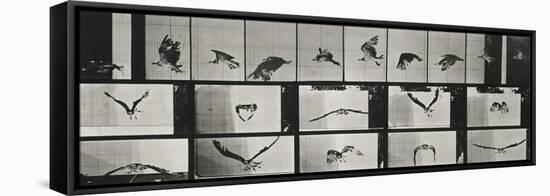 Album sur la décomposition du mouvement ( "Animal locomotion", 1872/1885). Un faucon volant-Eadweard Muybridge-Framed Premier Image Canvas