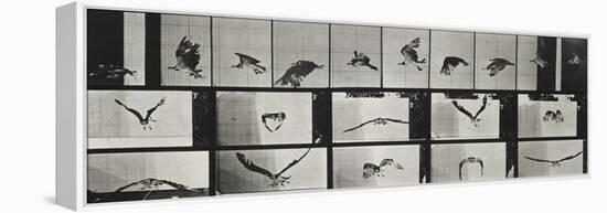 Album sur la décomposition du mouvement ( "Animal locomotion", 1872/1885). Un faucon volant-Eadweard Muybridge-Framed Premier Image Canvas