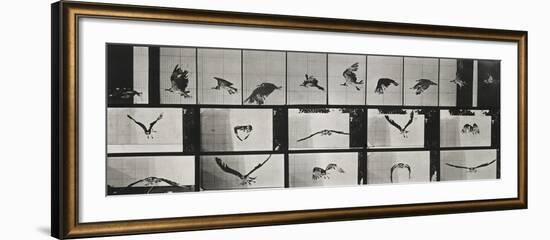 Album sur la décomposition du mouvement ( "Animal locomotion", 1872/1885). Un faucon volant-Eadweard Muybridge-Framed Giclee Print