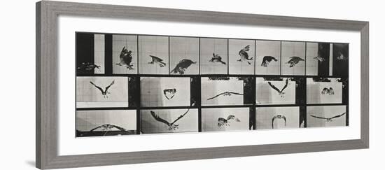 Album sur la décomposition du mouvement ( "Animal locomotion", 1872/1885). Un faucon volant-Eadweard Muybridge-Framed Giclee Print