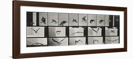 Album sur la décomposition du mouvement ( "Animal locomotion", 1872/1885). Un faucon volant-Eadweard Muybridge-Framed Giclee Print