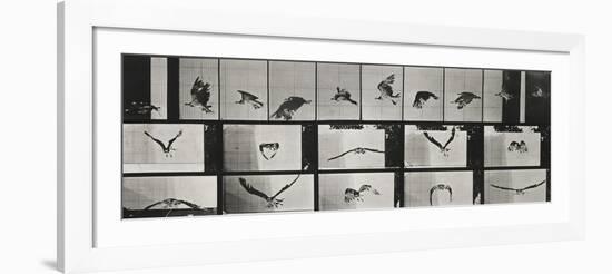 Album sur la décomposition du mouvement ( "Animal locomotion", 1872/1885). Un faucon volant-Eadweard Muybridge-Framed Giclee Print