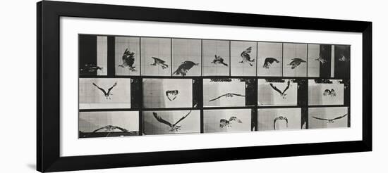 Album sur la décomposition du mouvement ( "Animal locomotion", 1872/1885). Un faucon volant-Eadweard Muybridge-Framed Giclee Print