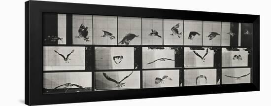 Album sur la décomposition du mouvement ( "Animal locomotion", 1872/1885). Un faucon volant-Eadweard Muybridge-Framed Giclee Print