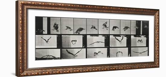 Album sur la décomposition du mouvement ( "Animal locomotion", 1872/1885). Un faucon volant-Eadweard Muybridge-Framed Giclee Print