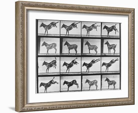 Album sur la décomposition du mouvement : "Animal locomotion", 1872/85.:  Ruade de l'âne-Eadweard Muybridge-Framed Giclee Print