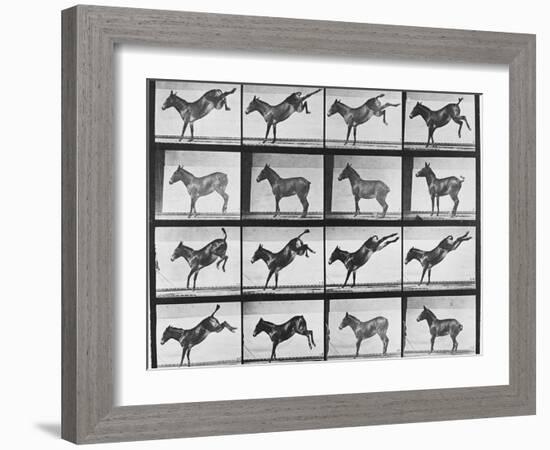 Album sur la décomposition du mouvement : "Animal locomotion", 1872/85.:  Ruade de l'âne-Eadweard Muybridge-Framed Giclee Print