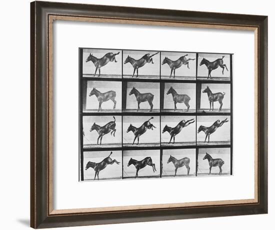 Album sur la décomposition du mouvement : "Animal locomotion", 1872/85.:  Ruade de l'âne-Eadweard Muybridge-Framed Giclee Print