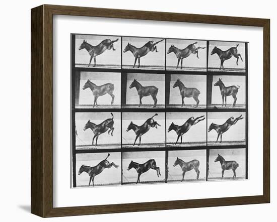 Album sur la décomposition du mouvement : "Animal locomotion", 1872/85.:  Ruade de l'âne-Eadweard Muybridge-Framed Giclee Print