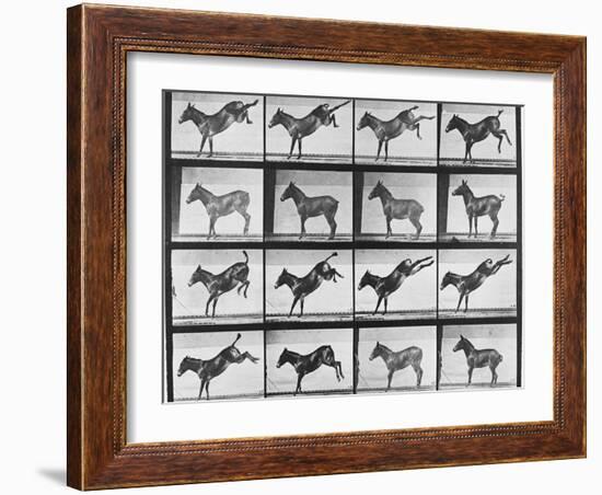 Album sur la décomposition du mouvement : "Animal locomotion", 1872/85.:  Ruade de l'âne-Eadweard Muybridge-Framed Giclee Print