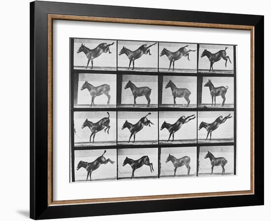 Album sur la décomposition du mouvement : "Animal locomotion", 1872/85.:  Ruade de l'âne-Eadweard Muybridge-Framed Giclee Print