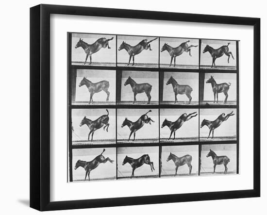 Album sur la décomposition du mouvement : "Animal locomotion", 1872/85.:  Ruade de l'âne-Eadweard Muybridge-Framed Giclee Print