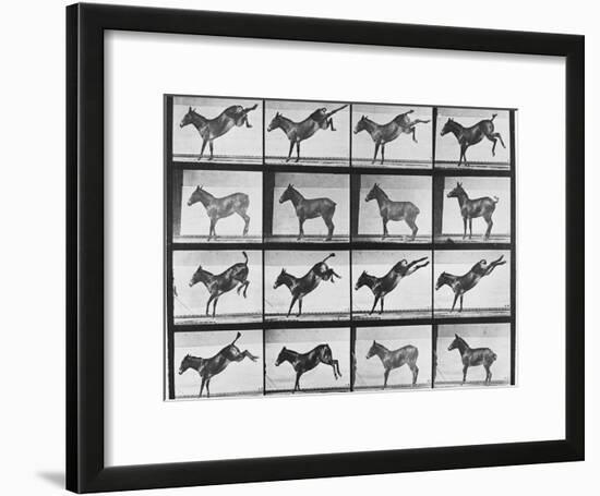 Album sur la décomposition du mouvement : "Animal locomotion", 1872/85.:  Ruade de l'âne-Eadweard Muybridge-Framed Giclee Print