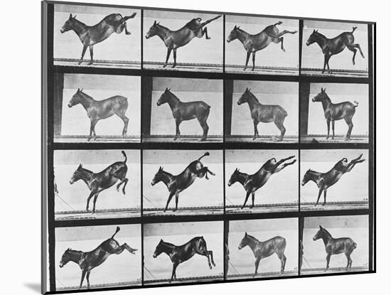 Album sur la décomposition du mouvement : "Animal locomotion", 1872/85.:  Ruade de l'âne-Eadweard Muybridge-Mounted Giclee Print