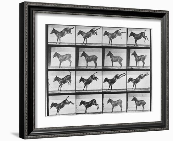 Album sur la décomposition du mouvement : "Animal locomotion", 1872/85.:  Ruade de l'âne-Eadweard Muybridge-Framed Giclee Print