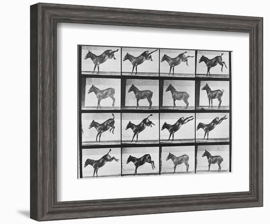 Album sur la décomposition du mouvement : "Animal locomotion", 1872/85.:  Ruade de l'âne-Eadweard Muybridge-Framed Giclee Print