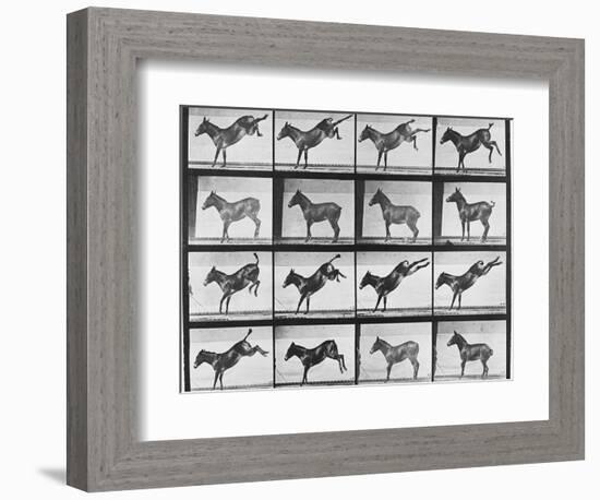 Album sur la décomposition du mouvement : "Animal locomotion", 1872/85.:  Ruade de l'âne-Eadweard Muybridge-Framed Giclee Print