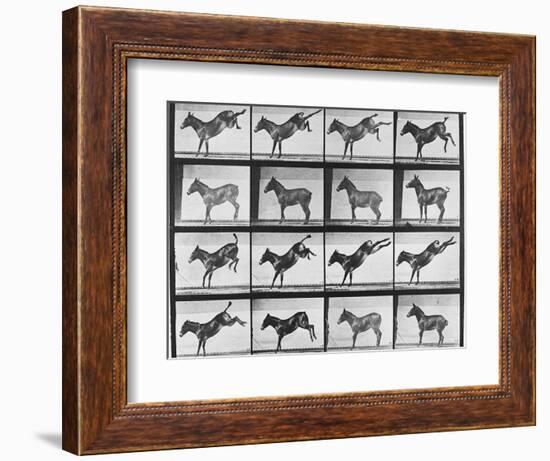 Album sur la décomposition du mouvement : "Animal locomotion", 1872/85.:  Ruade de l'âne-Eadweard Muybridge-Framed Giclee Print