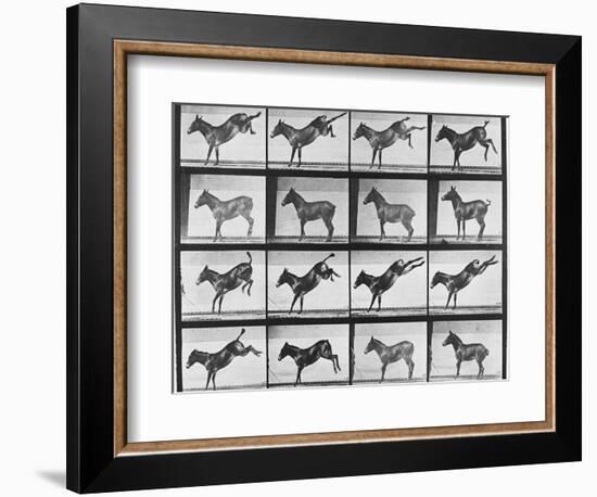 Album sur la décomposition du mouvement : "Animal locomotion", 1872/85.:  Ruade de l'âne-Eadweard Muybridge-Framed Giclee Print