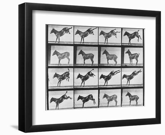 Album sur la décomposition du mouvement : "Animal locomotion", 1872/85.:  Ruade de l'âne-Eadweard Muybridge-Framed Giclee Print