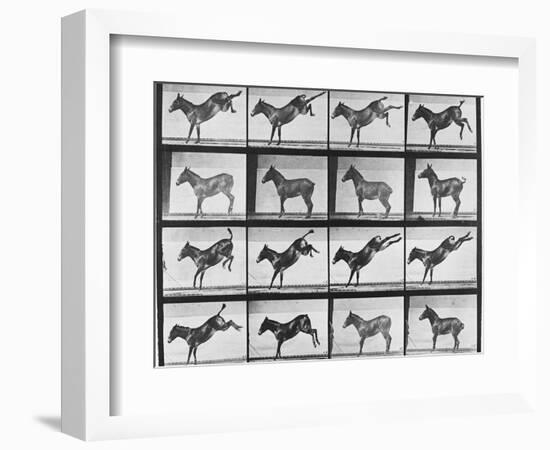 Album sur la décomposition du mouvement : "Animal locomotion", 1872/85.:  Ruade de l'âne-Eadweard Muybridge-Framed Giclee Print