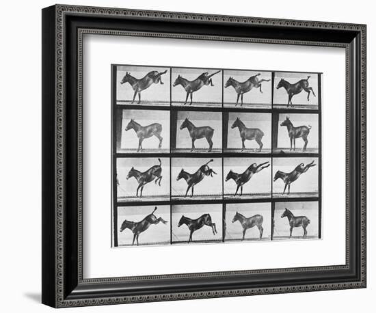 Album sur la décomposition du mouvement : "Animal locomotion", 1872/85.:  Ruade de l'âne-Eadweard Muybridge-Framed Giclee Print