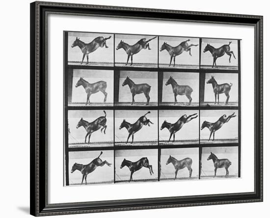 Album sur la décomposition du mouvement : "Animal locomotion", 1872/85.:  Ruade de l'âne-Eadweard Muybridge-Framed Giclee Print