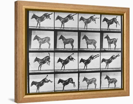 Album sur la décomposition du mouvement : "Animal locomotion", 1872/85.:  Ruade de l'âne-Eadweard Muybridge-Framed Premier Image Canvas