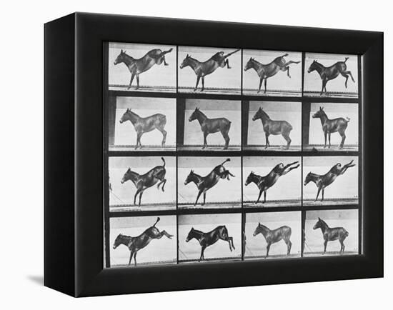 Album sur la décomposition du mouvement : "Animal locomotion", 1872/85.:  Ruade de l'âne-Eadweard Muybridge-Framed Premier Image Canvas