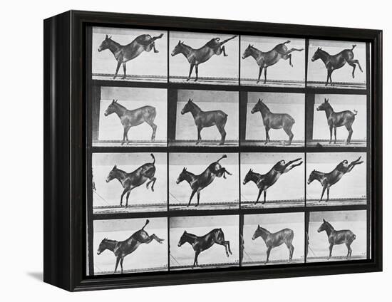 Album sur la décomposition du mouvement : "Animal locomotion", 1872/85.:  Ruade de l'âne-Eadweard Muybridge-Framed Premier Image Canvas