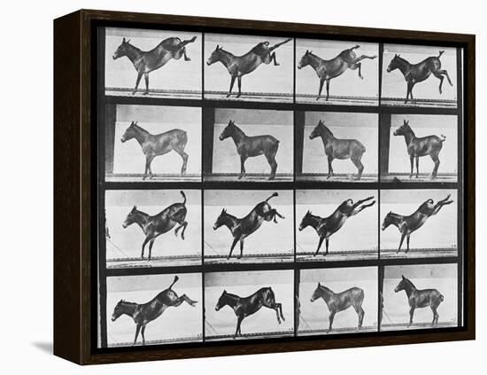 Album sur la décomposition du mouvement : "Animal locomotion", 1872/85.:  Ruade de l'âne-Eadweard Muybridge-Framed Premier Image Canvas