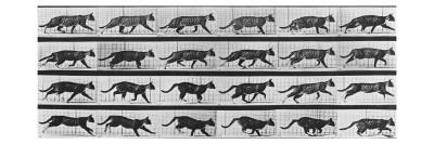 Album Sur La Decomposition Du Mouvement Animal Locomotion Chat Giclee Print Eadweard Muybridge Art Com