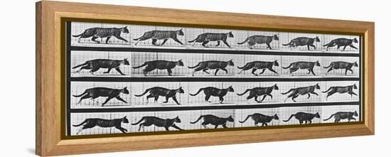 Album sur la décomposition du mouvement: Animal Locomotion: chat-Eadweard Muybridge-Framed Premier Image Canvas