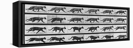 Album sur la décomposition du mouvement: Animal Locomotion: chat-Eadweard Muybridge-Framed Premier Image Canvas