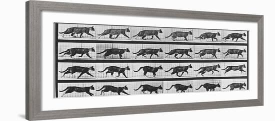Album sur la décomposition du mouvement: Animal Locomotion: chat-Eadweard Muybridge-Framed Giclee Print