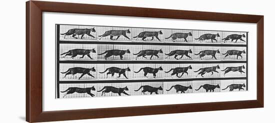 Album sur la décomposition du mouvement: Animal Locomotion: chat-Eadweard Muybridge-Framed Giclee Print