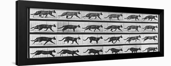 Album sur la décomposition du mouvement: Animal Locomotion: chat-Eadweard Muybridge-Framed Giclee Print