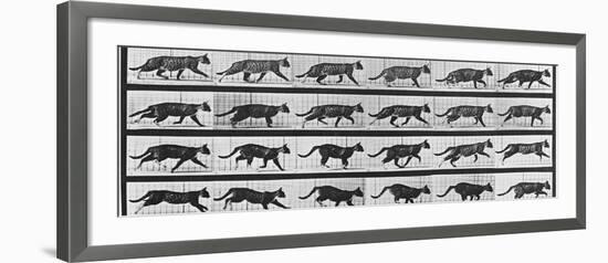 Album sur la décomposition du mouvement: Animal Locomotion: chat-Eadweard Muybridge-Framed Giclee Print