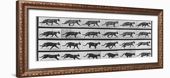 Album sur la décomposition du mouvement: Animal Locomotion: chat-Eadweard Muybridge-Framed Giclee Print