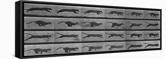 Album sur la décomposition du mouvement:Animal Locomotion: chat-Eadweard Muybridge-Framed Premier Image Canvas