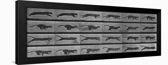 Album sur la décomposition du mouvement:Animal Locomotion: chat-Eadweard Muybridge-Framed Giclee Print
