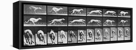 Album sur la décomposition du mouvement, Animal Locomotion: chien-Eadweard Muybridge-Framed Premier Image Canvas