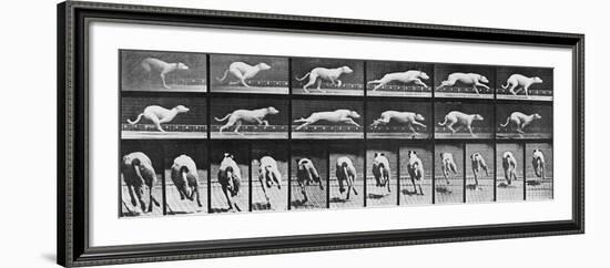 Album sur la décomposition du mouvement, Animal Locomotion: chien-Eadweard Muybridge-Framed Giclee Print